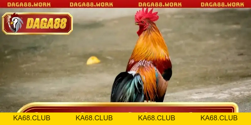 Hướng Dẫn Xem Màu Mạng Gà Đá DAGA88 Chuẩn Xác Nhất Năm - ka68