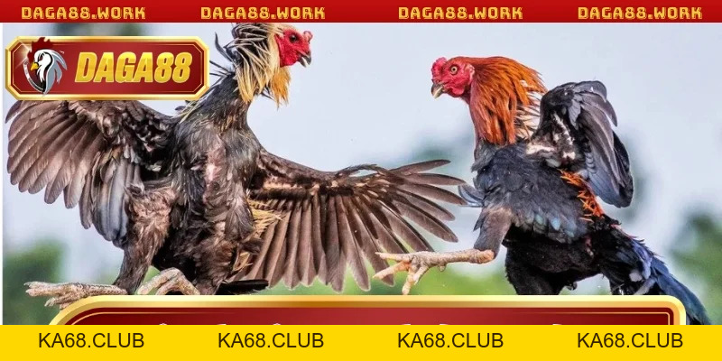 Đá Gà Cựa Tròn DAGA88 - Bí Quyết Chiến Thắng Từ Cao Thủ - ka68