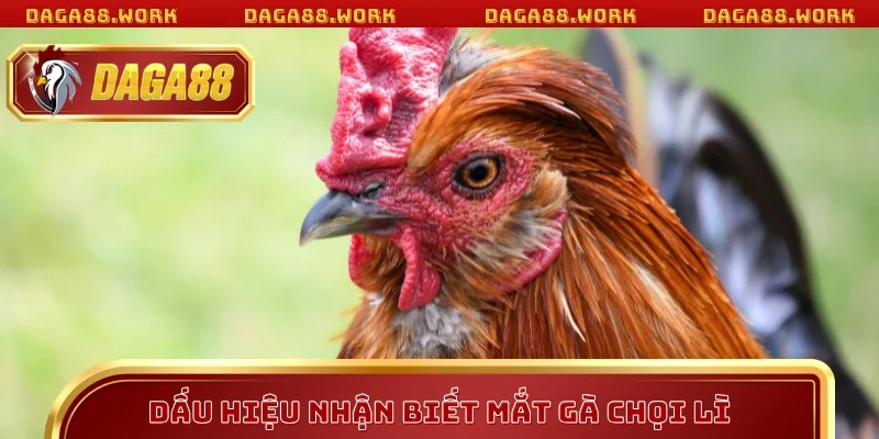 Mắt Gà Chọi Lì – Tiêu Chí Vàng Khi Áp Dụng Mẹo Cược DAGA88 - ka68
