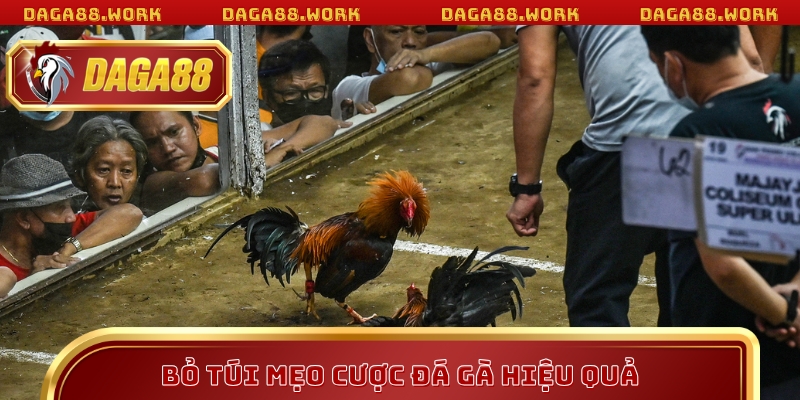 Mẹo Cược Đá Gà Tại DAGA88 Giúp Tăng Tỷ Lệ Thắng Vượt Trội - ka68