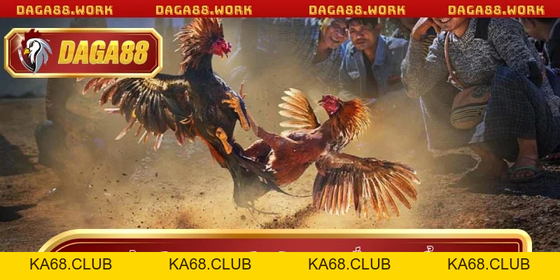 Đá Gà Cựa Sắt DAGA88 - Hấp Dẫn Từ Luật Chơi Đến Trải Nghiệm - ka68