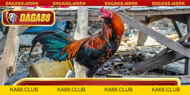 Hướng Dẫn Xem Màu Mạng Gà Đá DAGA88 Chuẩn Xác Nhất Năm - ka68