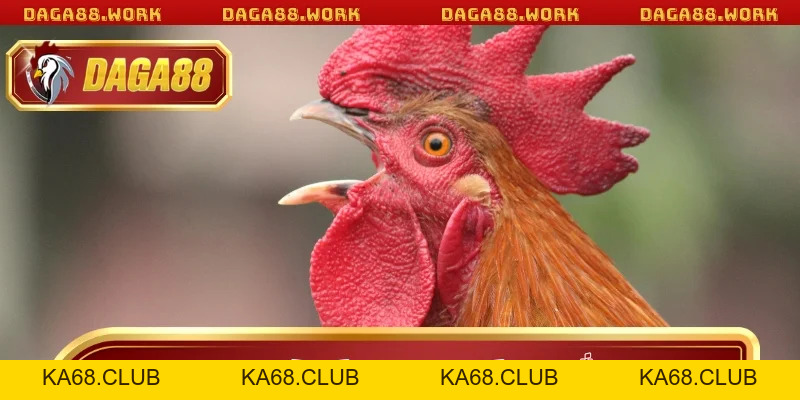 Cách Chọn Gà Đá Hay Dễ Thắng Nhất Khi Tham Gia DAGA88 - ka68