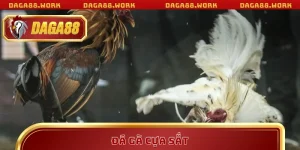 TIN TỨC - daga88work - ka68
