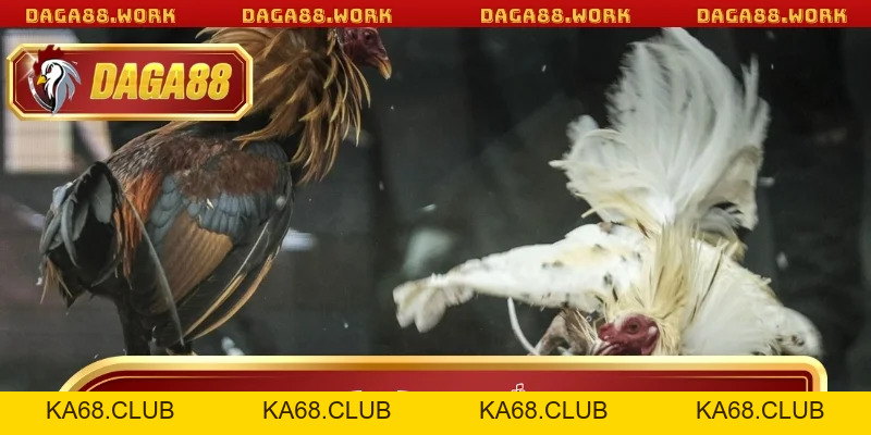 Đá Gà Cựa Sắt DAGA88 - Hấp Dẫn Từ Luật Chơi Đến Trải Nghiệm - ka68