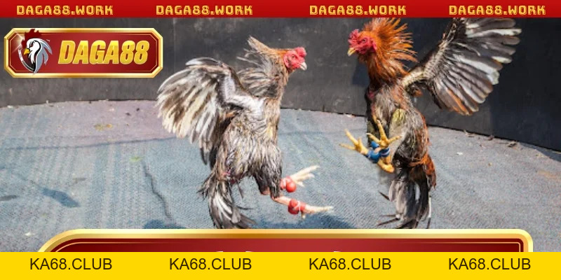 Đá Gà Cựa Tròn DAGA88 - Bí Quyết Chiến Thắng Từ Cao Thủ - ka68