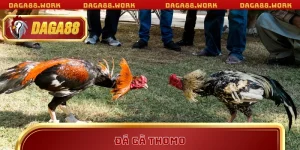 TIN TỨC - daga88work - ka68