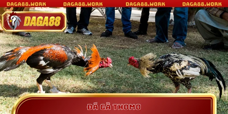 Đá Gà Thomo Mỗi Ngày - Kinh Nghiệm Thắng Lớn Tại DAGA88 - ka68
