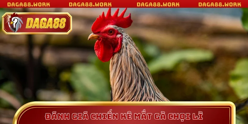 Mắt Gà Chọi Lì – Tiêu Chí Vàng Khi Áp Dụng Mẹo Cược DAGA88 - ka68