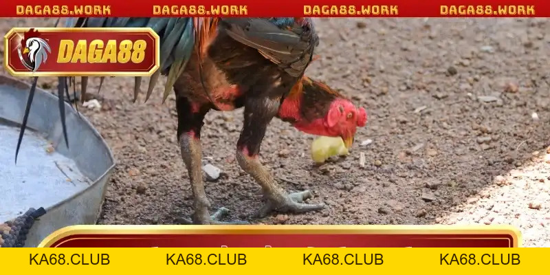 Vảy Gà Kích Giáp DAGA88 - Bí Quyết Chọn Chiến Kê Bất Bại - ka68