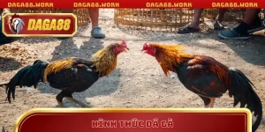 Kiến thức đá gà Daga88: Kinh nghiệm thực chiến từ cao thủ - ka68