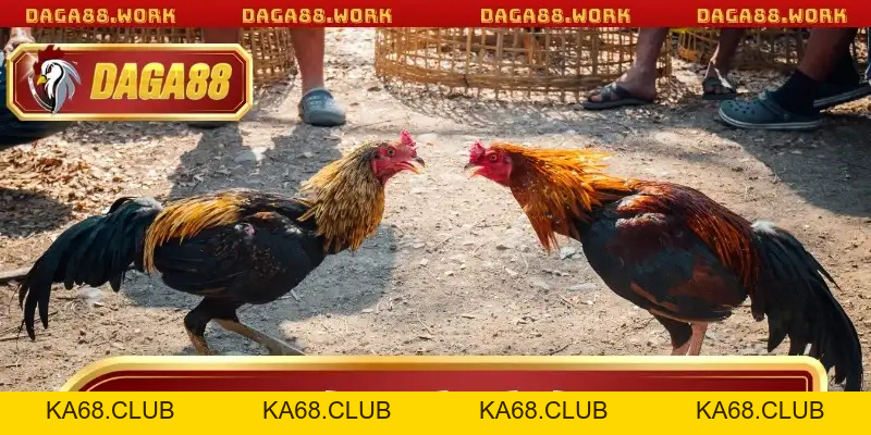 Hình Thức Đá Gà DAGA88 Mang Lại Trải Nghiệm Cá Cược Đỉnh - ka68