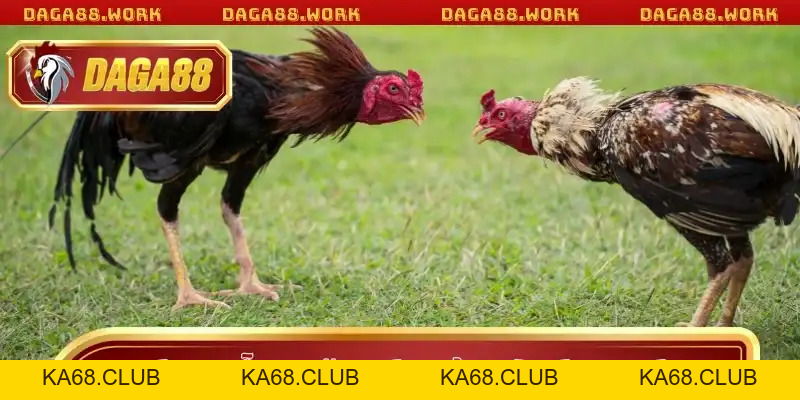 Vảy Gà Kích Giáp DAGA88 - Bí Quyết Chọn Chiến Kê Bất Bại - ka68
