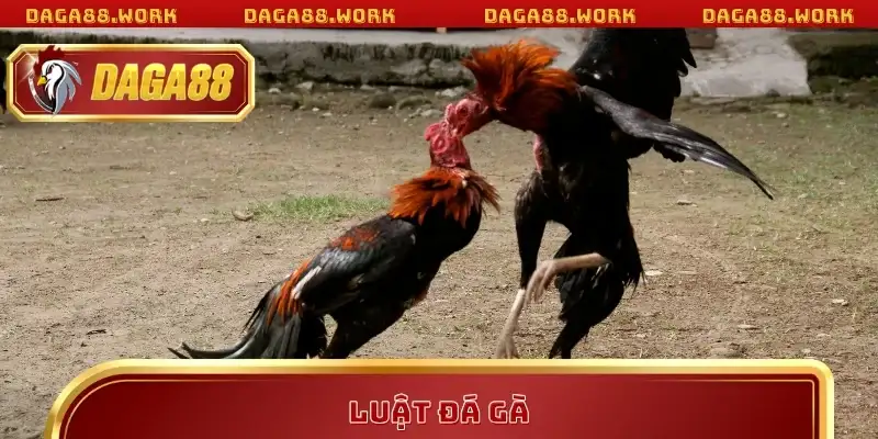 Luật Đá Gà DAGA88 Chi Tiết Giúp Bạn Bắt Kèo Chuẩn Xác - ka68