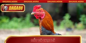 Kiến thức đá gà Daga88: Kinh nghiệm thực chiến từ cao thủ - ka68