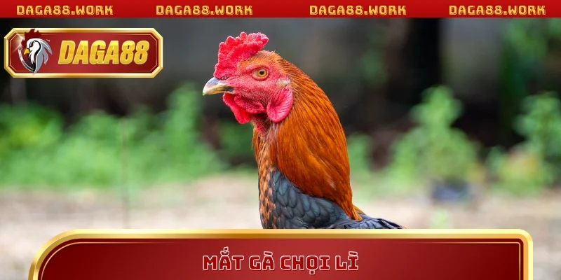 Mắt Gà Chọi Lì – Tiêu Chí Vàng Khi Áp Dụng Mẹo Cược DAGA88 - ka68