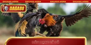 Kiến thức đá gà Daga88: Kinh nghiệm thực chiến từ cao thủ - ka68