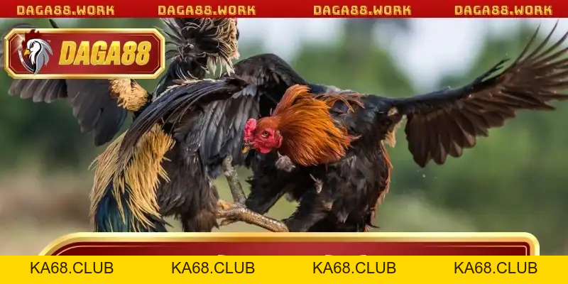 Hướng Dẫn Xem Màu Mạng Gà Đá DAGA88 Chuẩn Xác Nhất Năm - ka68