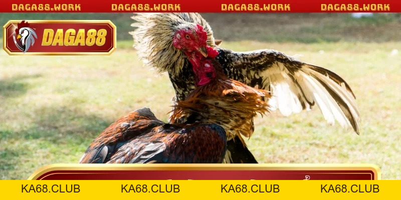 Đá Gà Cựa Tròn DAGA88 - Bí Quyết Chiến Thắng Từ Cao Thủ - ka68