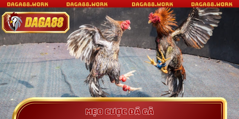 Mẹo Cược Đá Gà Tại DAGA88 Giúp Tăng Tỷ Lệ Thắng Vượt Trội - ka68