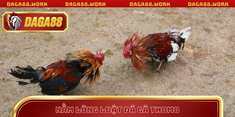 Đá Gà Thomo Mỗi Ngày - Kinh Nghiệm Thắng Lớn Tại DAGA88 - ka68
