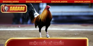 Kiến thức đá gà Daga88: Kinh nghiệm thực chiến từ cao thủ - ka68