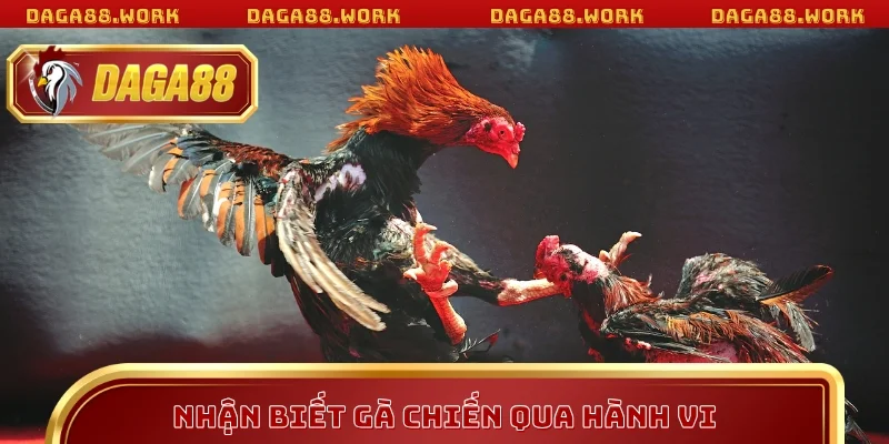 Nhận Biết Gà Chiến Chuẩn Xác Với Bí Kíp DAGA88 2026 - ka68