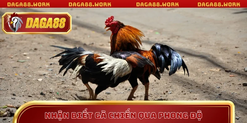 Nhận Biết Gà Chiến Chuẩn Xác Với Bí Kíp DAGA88 2026 - ka68