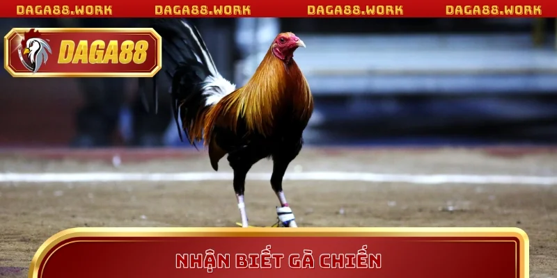 Nhận Biết Gà Chiến Chuẩn Xác Với Bí Kíp DAGA88 2026 - ka68