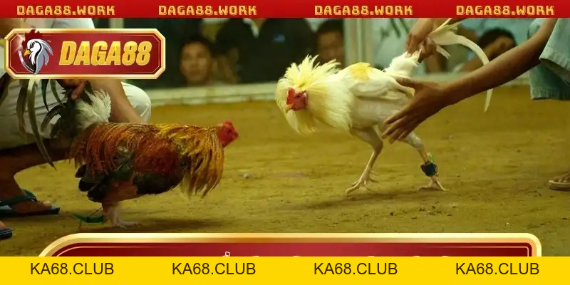 Hình Thức Đá Gà DAGA88 Mang Lại Trải Nghiệm Cá Cược Đỉnh - ka68