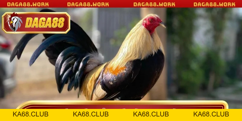 Đá Gà Cựa Tròn DAGA88 - Bí Quyết Chiến Thắng Từ Cao Thủ - ka68
