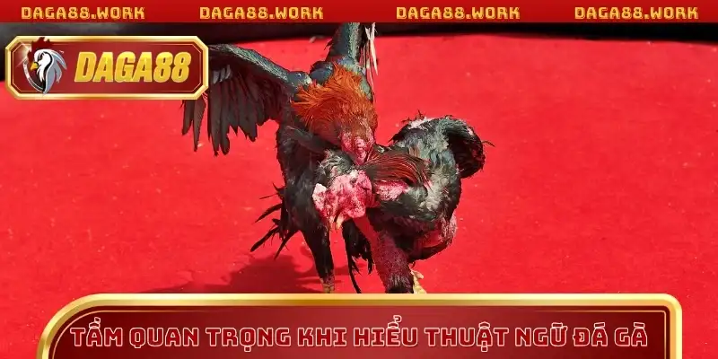 Thuật Ngữ Đá Gà DAGA88 Giúp Nâng Tầm Trình Cá Cược - ka68