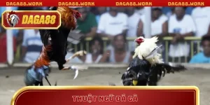 Kiến thức đá gà Daga88: Kinh nghiệm thực chiến từ cao thủ - ka68