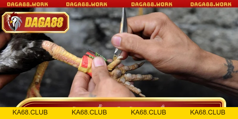 Đá Gà Cựa Sắt DAGA88 - Hấp Dẫn Từ Luật Chơi Đến Trải Nghiệm - ka68