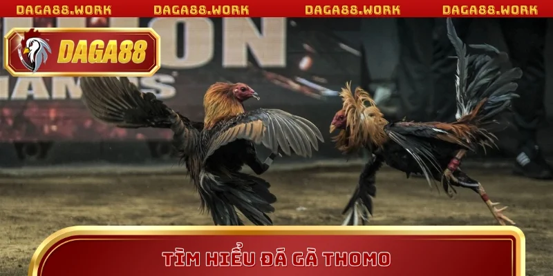 Đá Gà Thomo Mỗi Ngày - Kinh Nghiệm Thắng Lớn Tại DAGA88 - ka68
