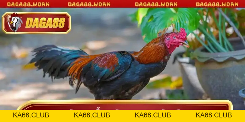 Hướng Dẫn Xem Màu Mạng Gà Đá DAGA88 Chuẩn Xác Nhất Năm - ka68