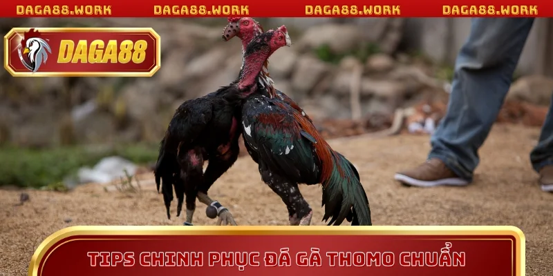 Đá Gà Thomo Mỗi Ngày - Kinh Nghiệm Thắng Lớn Tại DAGA88 - ka68