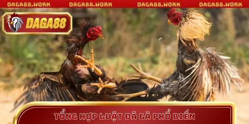 Luật Đá Gà DAGA88 Chi Tiết Giúp Bạn Bắt Kèo Chuẩn Xác - ka68