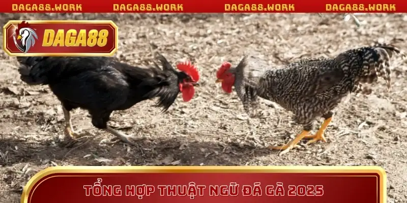 Thuật Ngữ Đá Gà DAGA88 Giúp Nâng Tầm Trình Cá Cược - ka68