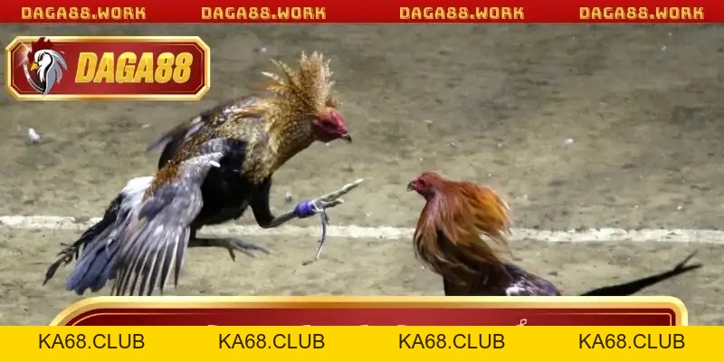 Hình Thức Đá Gà DAGA88 Mang Lại Trải Nghiệm Cá Cược Đỉnh - ka68