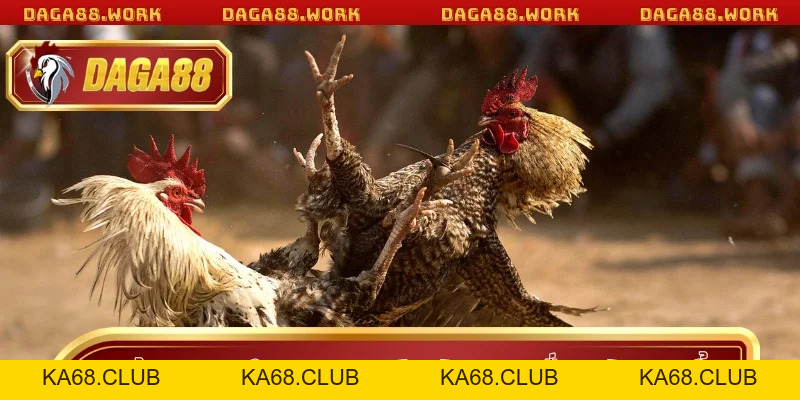 Đá Gà Cựa Sắt DAGA88 - Hấp Dẫn Từ Luật Chơi Đến Trải Nghiệm - ka68