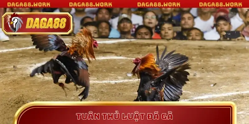 Luật Đá Gà DAGA88 Chi Tiết Giúp Bạn Bắt Kèo Chuẩn Xác - ka68