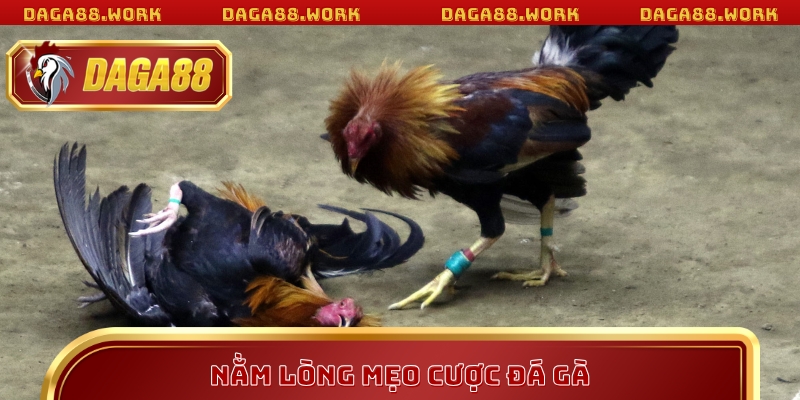 Mẹo Cược Đá Gà Tại DAGA88 Giúp Tăng Tỷ Lệ Thắng Vượt Trội - ka68