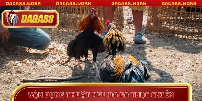 Thuật Ngữ Đá Gà DAGA88 Giúp Nâng Tầm Trình Cá Cược - ka68
