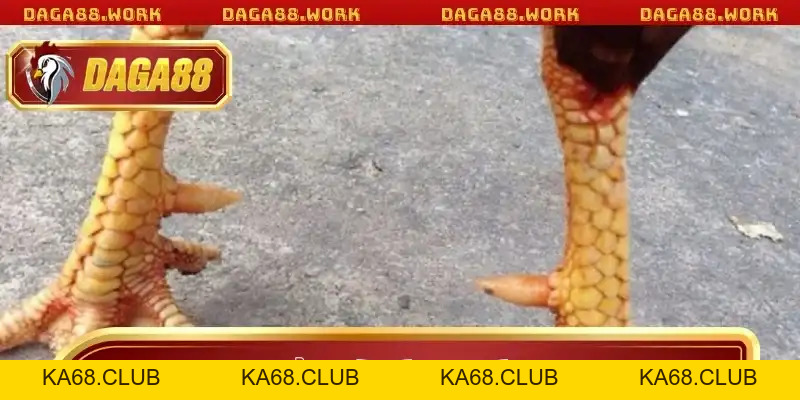Vảy Gà Kích Giáp DAGA88 - Bí Quyết Chọn Chiến Kê Bất Bại - ka68