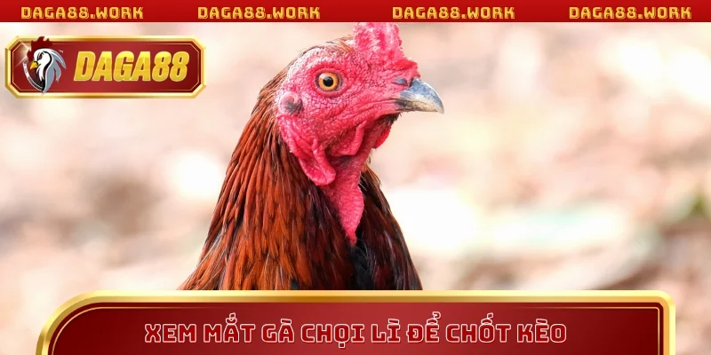 Mắt Gà Chọi Lì – Tiêu Chí Vàng Khi Áp Dụng Mẹo Cược DAGA88 - ka68