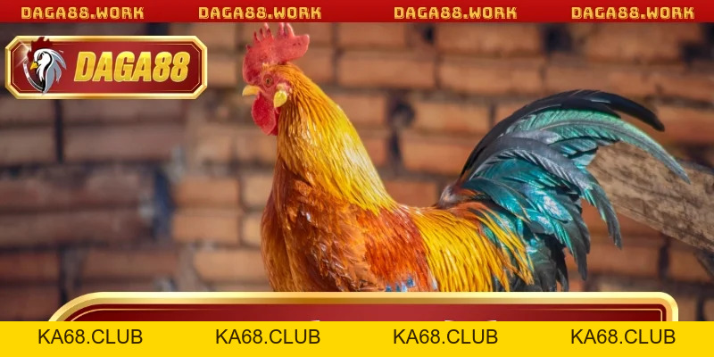 Cách Chọn Gà Đá Hay Dễ Thắng Nhất Khi Tham Gia DAGA88 - ka68