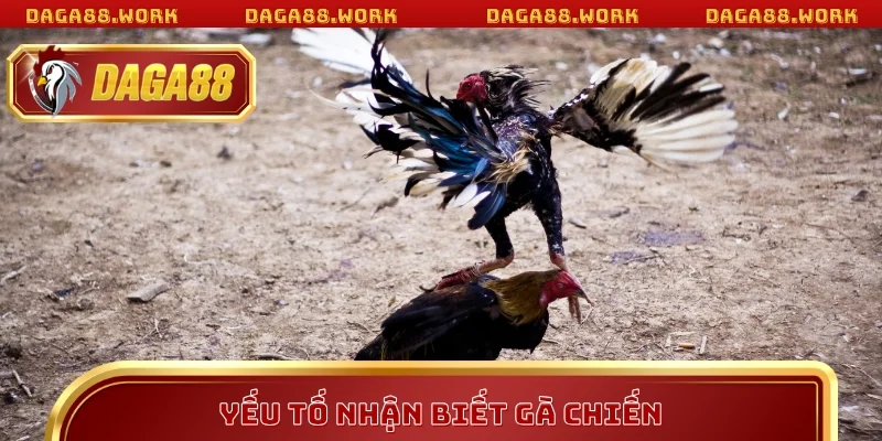 Nhận Biết Gà Chiến Chuẩn Xác Với Bí Kíp DAGA88 2026 - ka68